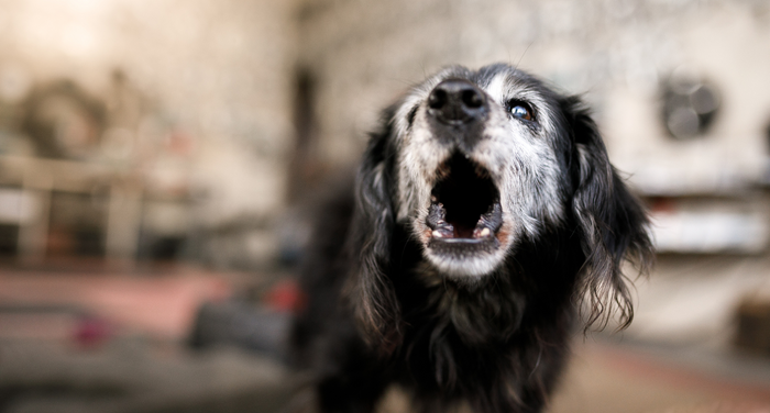 動物介護士が解説｜老犬の夜鳴きに薬は効く？使用するリスクや対処法