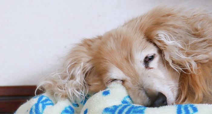 動物介護士が解説｜老犬が夜寝ないけど大丈夫？原因と対処法