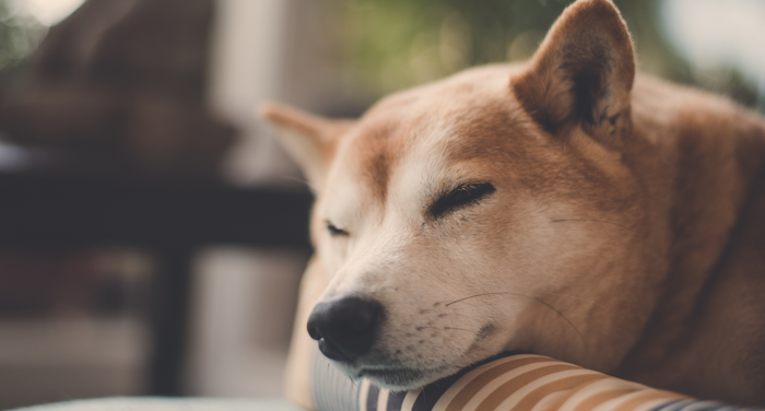 動物介護士が解説｜老犬が寝てばかりいるのは病気？注意点や気をつけてあげたいこと